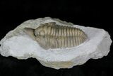 Large Snout Nosed Spathacalymene Trilobite - Rare! #22499-4